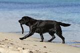 LABRADOR 570